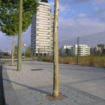 BARREIRO entourage arbre_GR