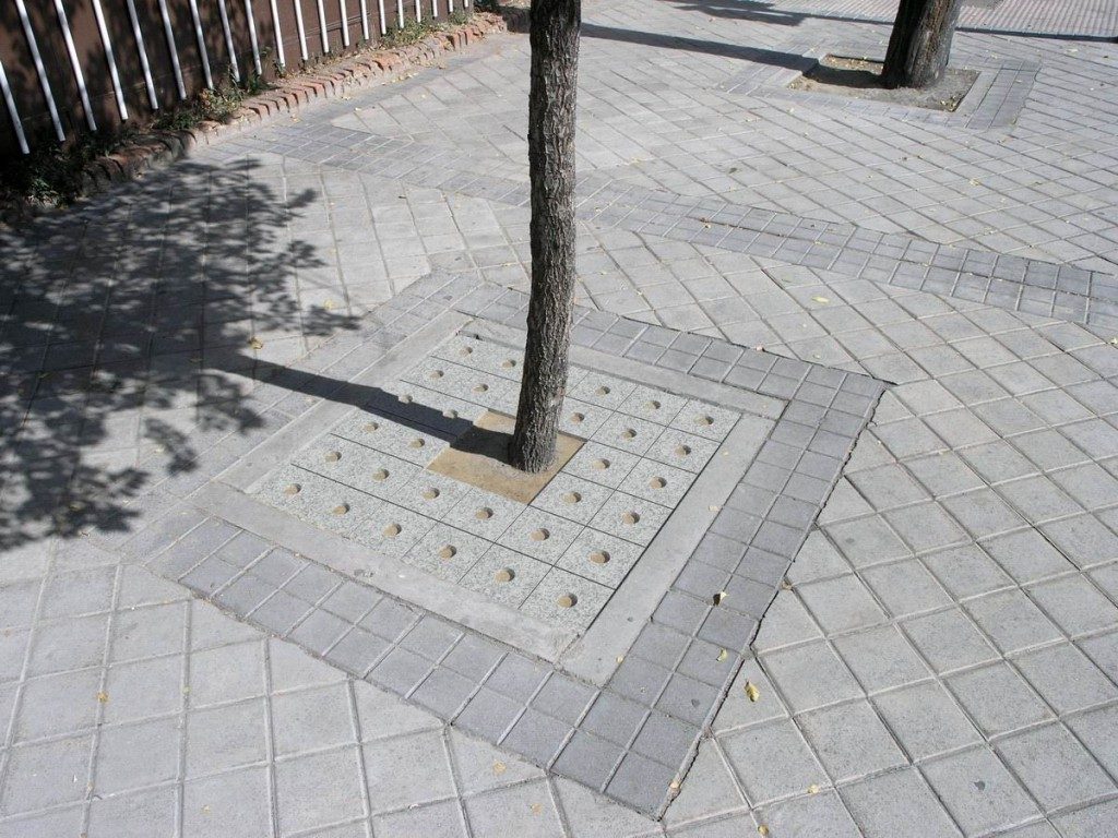 Barrosa Entourage arbre_GR