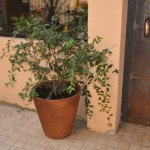 jardinière_Malva_mu