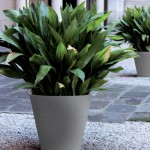 jardinière_Malva_mu