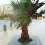 TV-entourage d'arbre_mago urban