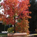 NeoRomantico_Clasico_banc_Santa&Cole