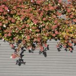 Tram-jardinière_Santa&Cole